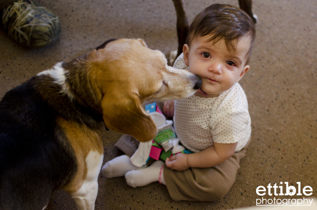 beagle dog licking face